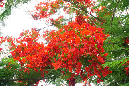 Delonix Regia flowers blossom, Nature backgroundの写真素材