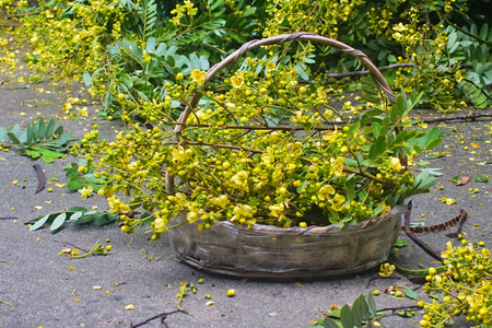 Cassia flower in basket, Harvest flower for cookingの写真素材