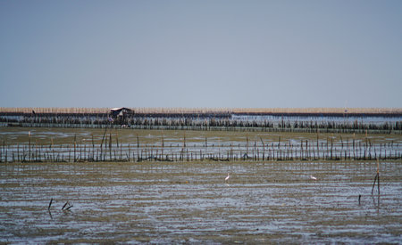House and bamboo fence  for oysters at low tide seaの写真素材