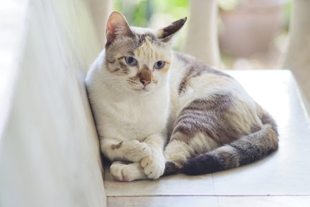 Cat relax on seat, Animal portraitの写真素材