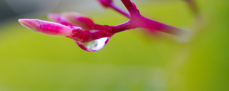 Rain drops on pink flower macro shotの写真素材