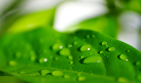 Rain drops on green leaf, Refreshing nature backgroundの写真素材