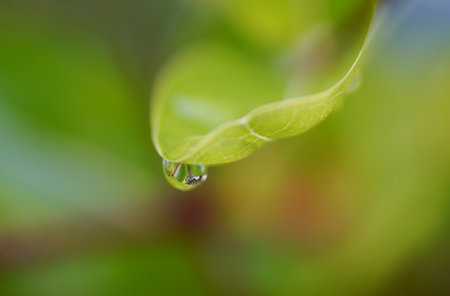 Rain drops on green leaf, Refreshing nature backgroundの写真素材