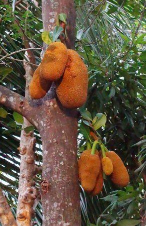 Group of jack fruit on tree, Organic fruit