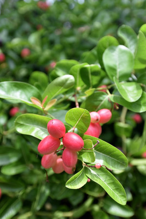 Karanda fruit blossom on tree, Carissa Carandas linnの写真素材