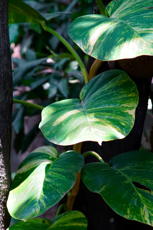 Close up of leaf, Epipremnum aureum (L.) Engl.の写真素材
