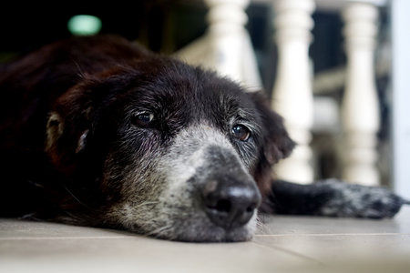 Portrait of black dog lay down with low angle viewの写真素材