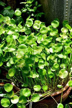 Centella asiatica, Green leaf close up shotの写真素材