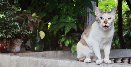 Portrait of cat sitting on banisterの写真素材