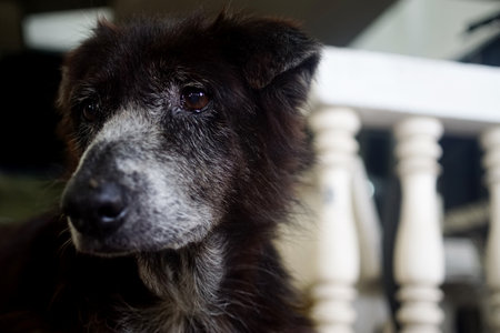 Portrait of black dog looking outの写真素材