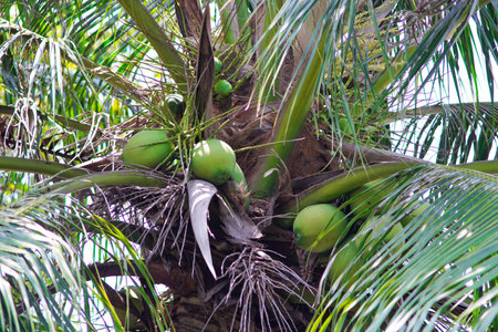 Coconut fruit blooming on tree, Agriculture in Thailandの写真素材