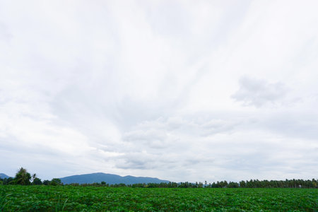 Cloudy sky above tropical cassava farm, Agriculture in Thailandの写真素材