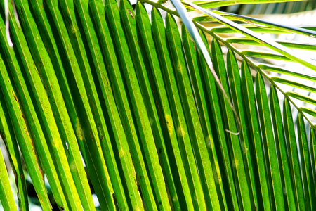 Coconut leaf close up shot, Nature  pattern backgroundの写真素材