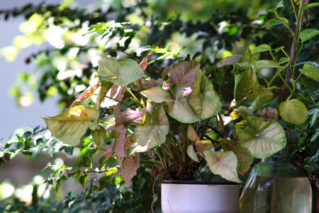 Nice pink and green leaf plant at gardenの写真素材