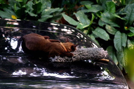Brown cat sleep on car at gardenの写真素材