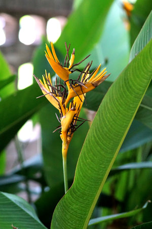 Bird of paradise flower bloom with leafの写真素材