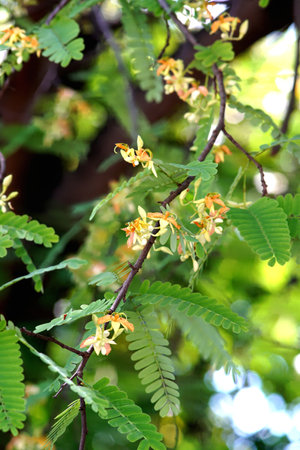 Tamarind flowers blossom at tree, Close up shotの写真素材
