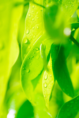 refreshing nature background, Raindrops on green leafの写真素材
