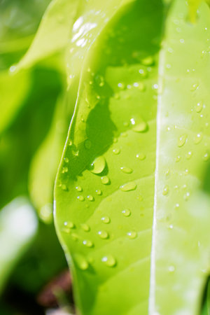 refreshing nature background, Raindrops on green leafの写真素材