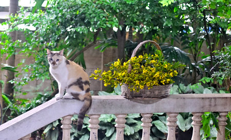 Cute cat with Thai copper pod flower, Animal portrait with nice blossom flowerの写真素材