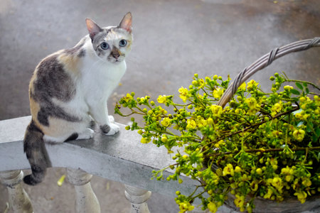 Cute cat with Thai copper pod flower, Animal portrait with nice blossom flowerの写真素材
