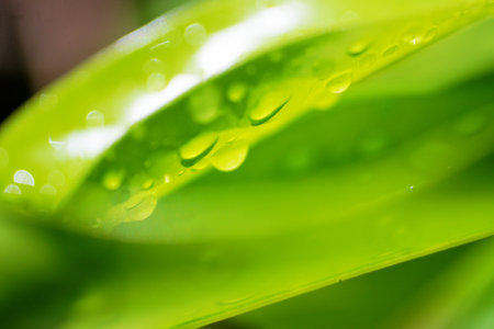 refreshing nature background, Raindrops on green leafの写真素材