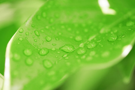 Raindrops on green leaf, Refesh nature backgroundの写真素材