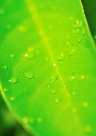 Raindrops on green leaf, Refesh nature backgroundの写真素材