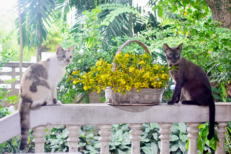 Cute cat with Thai copper pod flower, Animal portrait with nice blossom flowerの写真素材