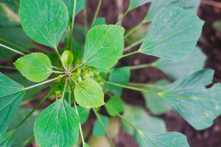 Nepeta cataria, Catnip plant close up shotの写真素材