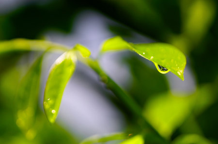 Raindrops on green leaf close up shot, Refesh nature backgroundの写真素材