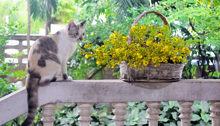 Cat portrait with cassia flower in basketの写真素材