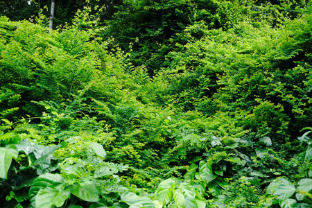 Green plant growth at forest, Nature backgroundの写真素材