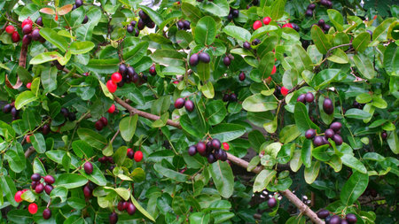 Karanda fruit blossom on tree, Herbal foodの写真素材