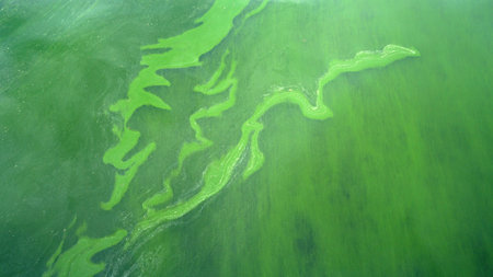 Abstract background, Plankton bloom seaの写真素材
