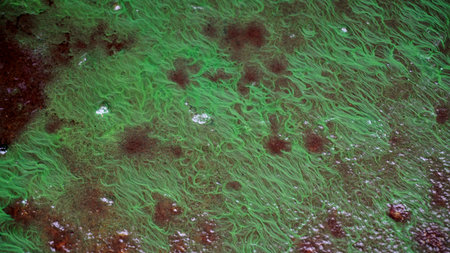 Algae bloom on wet ground