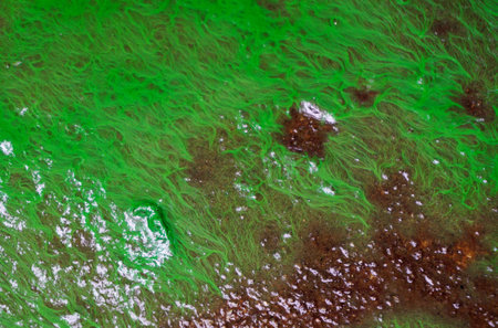 Algae pattern on wet ground, Abstract backgroundの写真素材