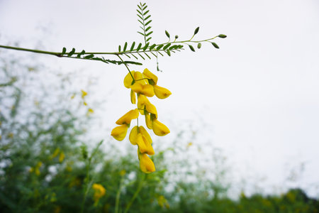 Close up shot of yellow flower or Hemp flowers at fields with white sky backgroundの写真素材
