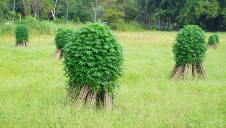 Cassava farm, Group of Tapioca tree for plantation in farm, Agriculture in Thailandの写真素材