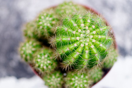 Cactus in flower pot, Top viewの写真素材