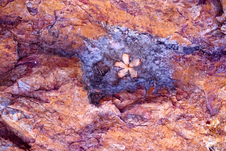 Fallen flower with dried pond at stone backgroundの写真素材