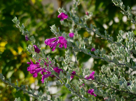 Texas Barometer Bush, Flower blossomの写真素材