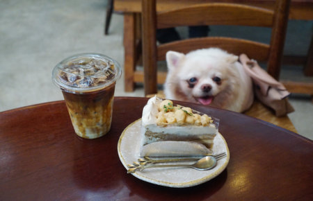 Cake and iced coffee with small dog on chair background