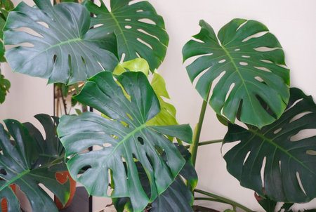 House plant growth, Nice big green leafの写真素材