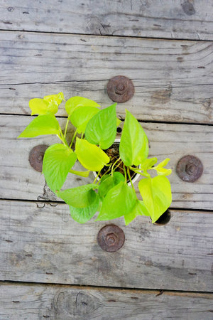 High angle view, Pothos in a vase on a wooden tableの写真素材