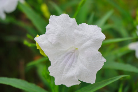 Close up shot of white flower blooming, Ruellia brittoniana Blancaの写真素材