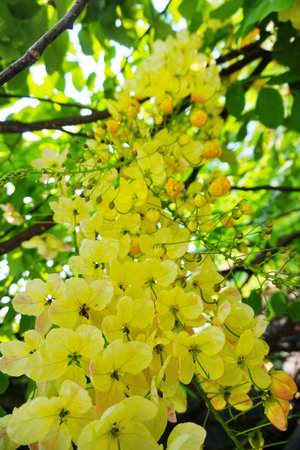 Yellow flower blossom under the tree (Cassia x nealiae . Irwin & Barnebe)の写真素材