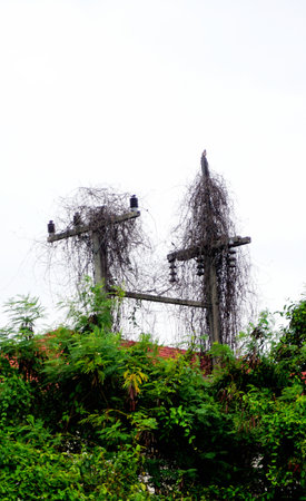 Dried plant on electricity pole with white sky backgroundの写真素材