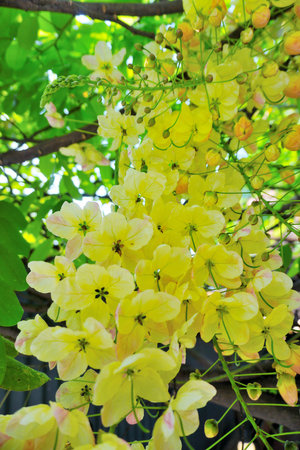 Yellow flower blossom under the treeの写真素材