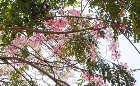 Close up shot of Wishing tree flower blossom, Low angle viewの写真素材